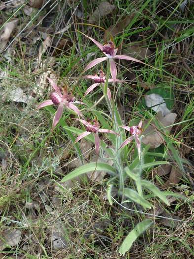 Caladenia - orchid wireless_hill_083.JPG